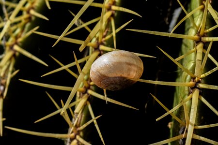 Plant nature sharp