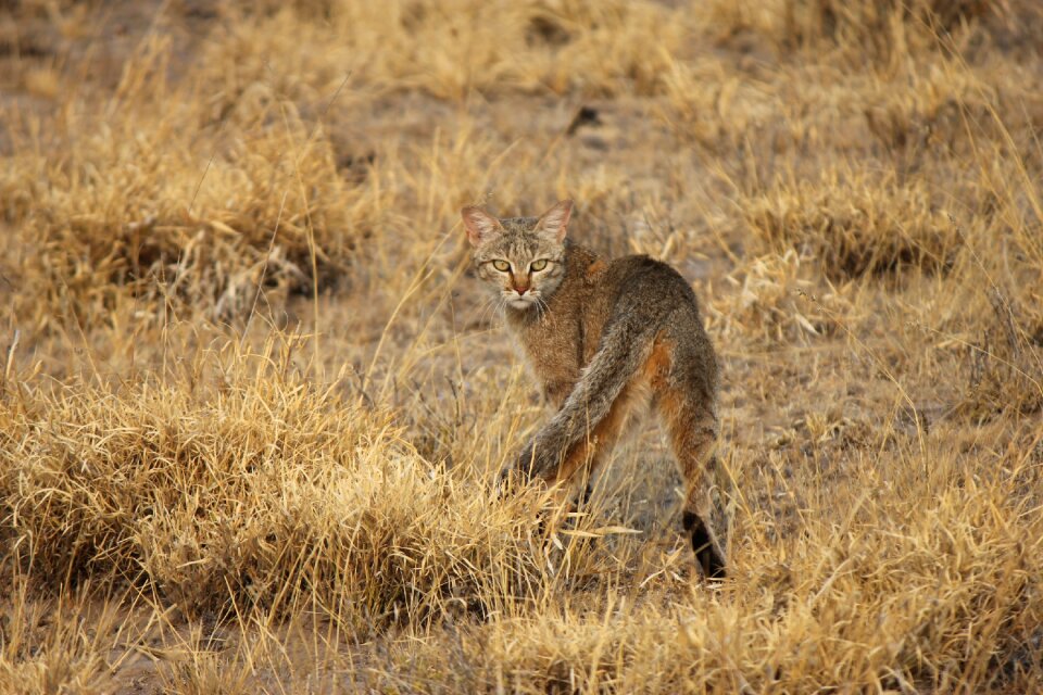 Wild animal nature national park