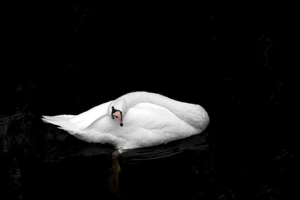 Nature netherlands bird