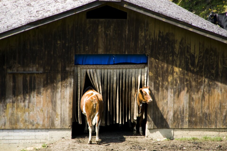 Ruminant agriculture curiosity