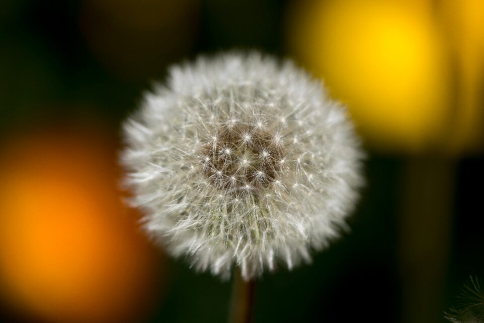 Blossom grass flora
