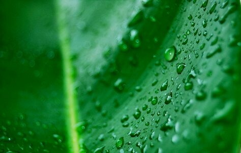 Green leaf droplets drops photo