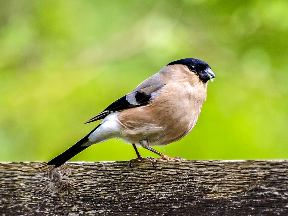 Garden bird nature animal