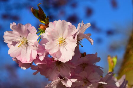 Flowers bloom cherry tree photo