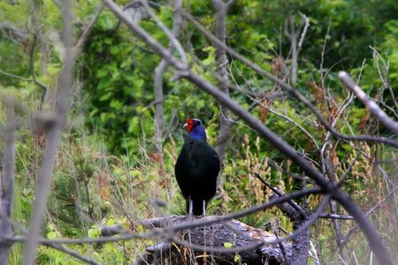 Pheasant wild birds wild animal