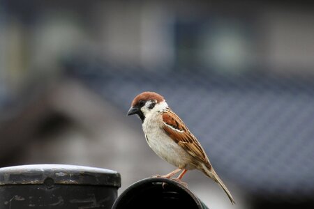 Wild birds wild animal natural