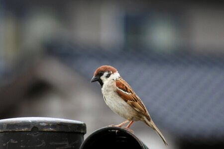 Wild birds wild animal natural photo