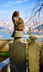 Cat cemetery portrait photo