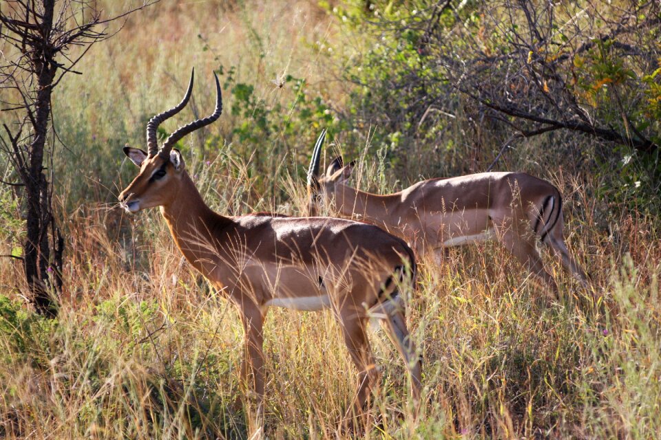National park safari wilderness