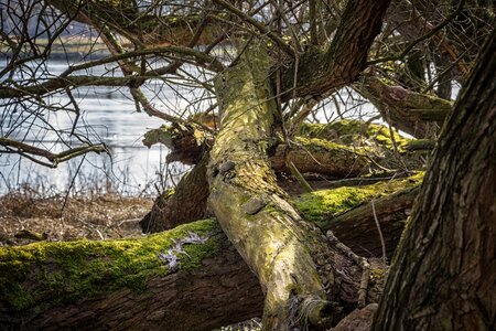 Nature tree wood