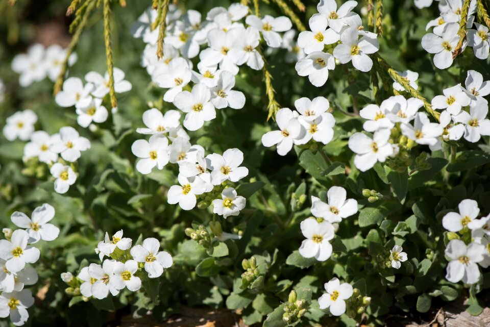 White flowers bloom stone garden