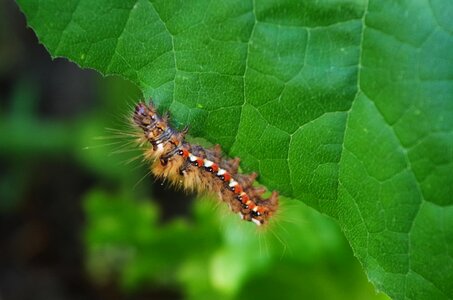 Caterpillar hairy on a sheet