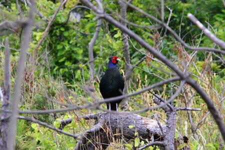 Pheasant wild birds wild animal