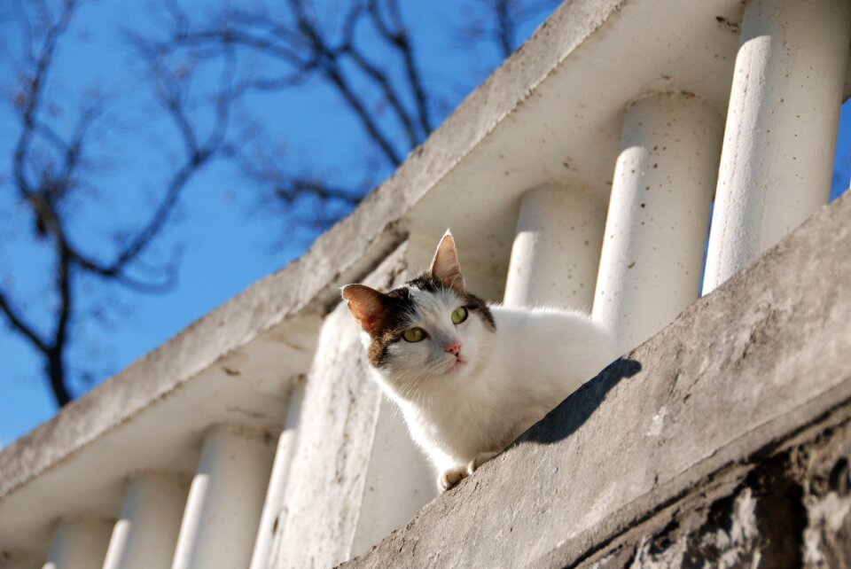 Cat gray-white cat curious
