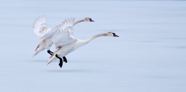 Ice white goose white geese