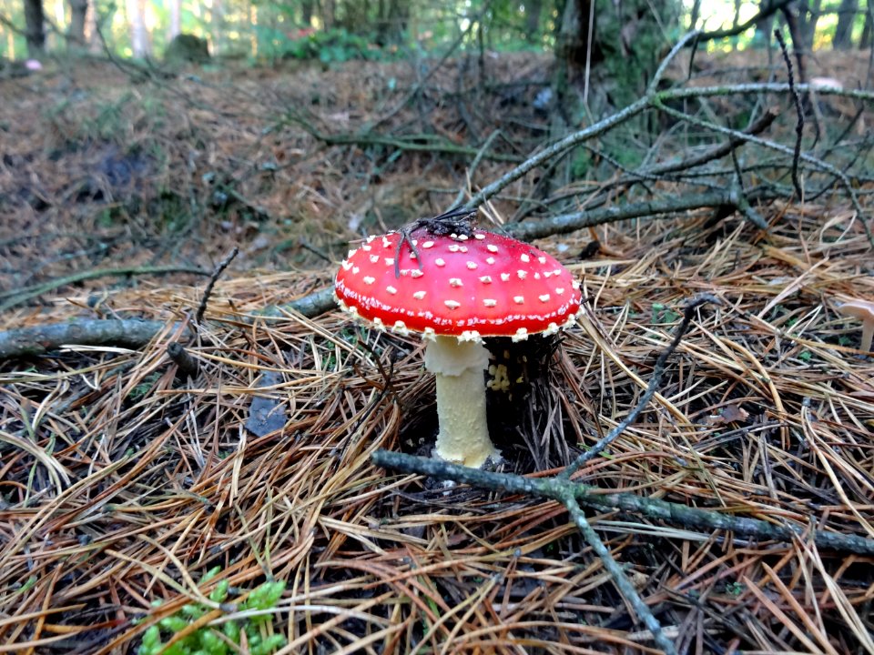 Bdg Forest autumn 2 09-2014