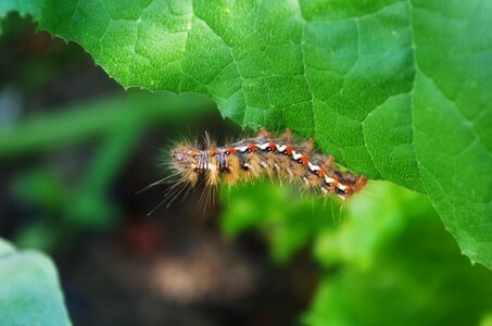 Caterpillar hairy on a sheet