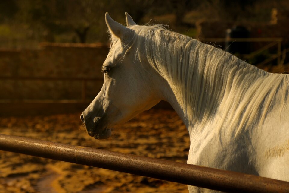 Horse animal white fur