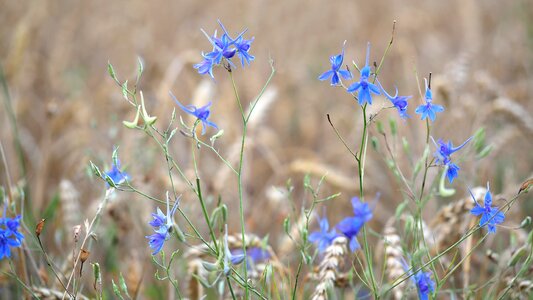 Wild flowers delphinium consolida poppy