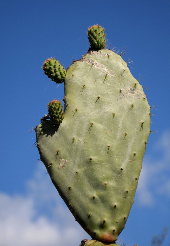 Prickly green sky