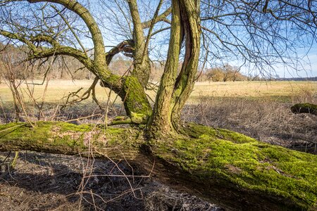 Nature tree wood