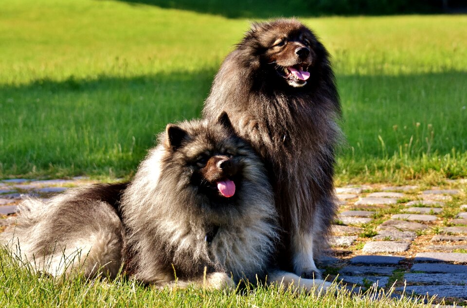 Long haired dog breed pet