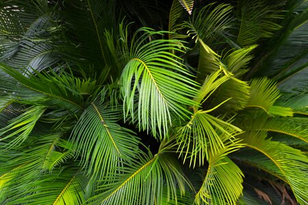 Jungle plant green photo