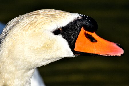 Water bird bill animal photo