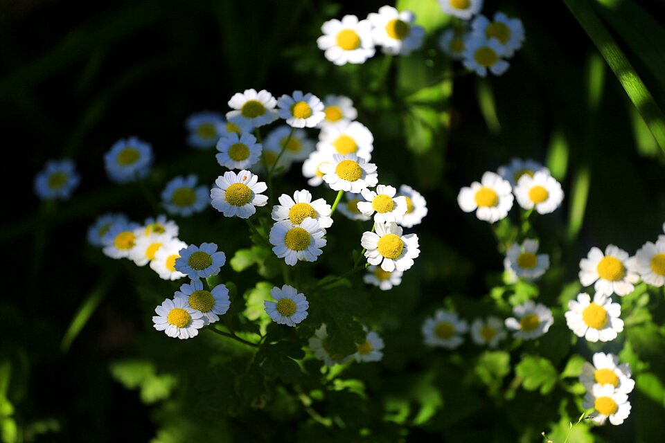 Garden flowers nature summer