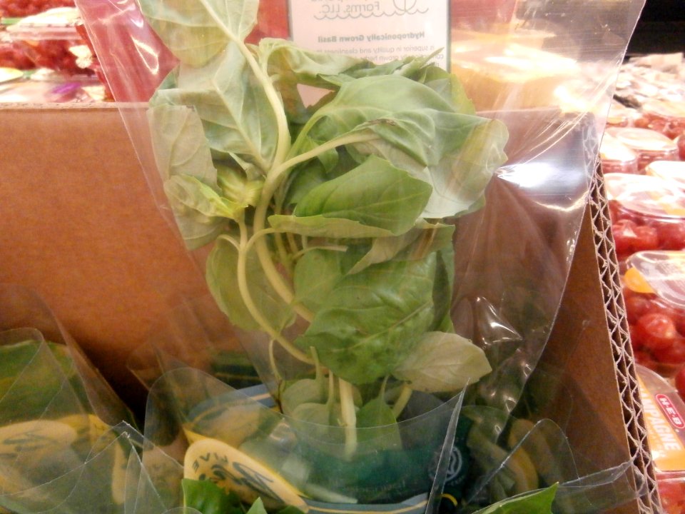 Basil wrapped in plastic