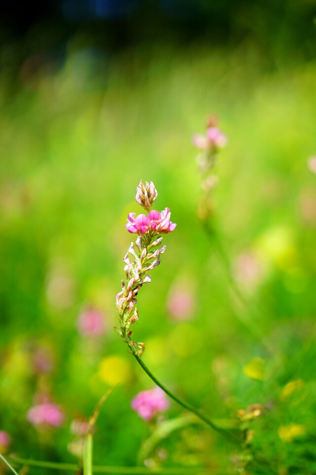 Bloom pink onobrychis