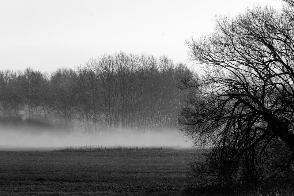 Landscape nature trees