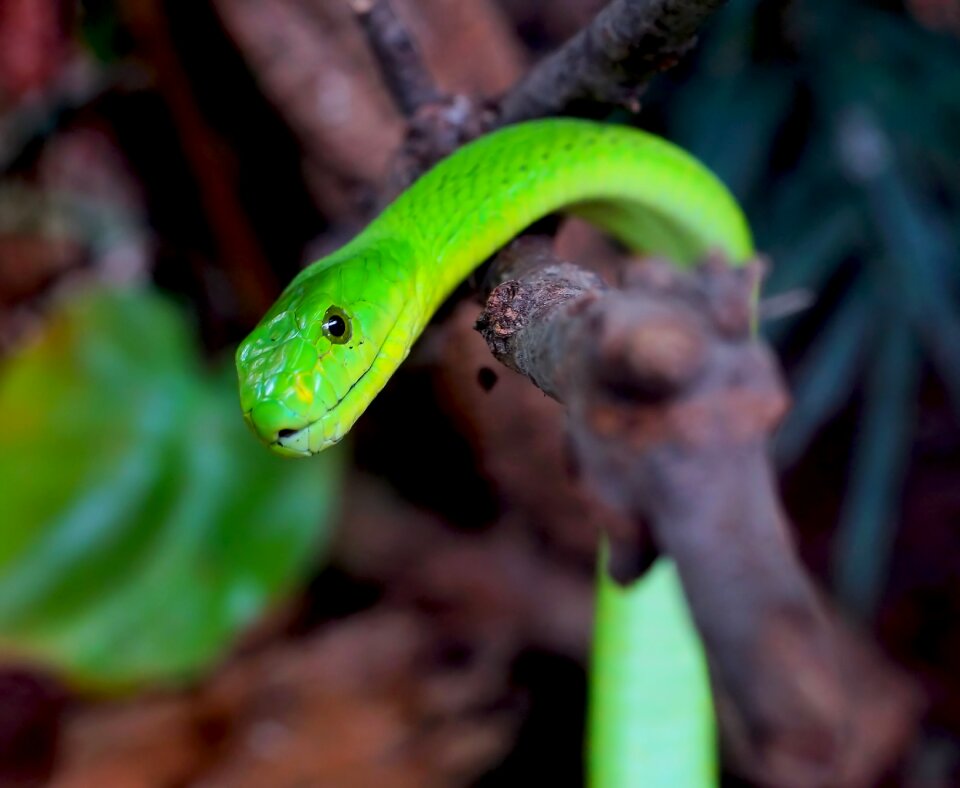 Dangerous mamba scale