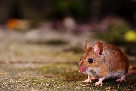 Mammal nager nature