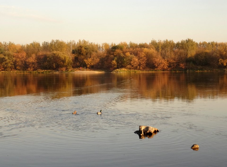 Bdg Fordon Vistula 10-18 21