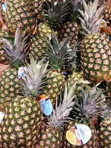 Young pineapple plant exotic