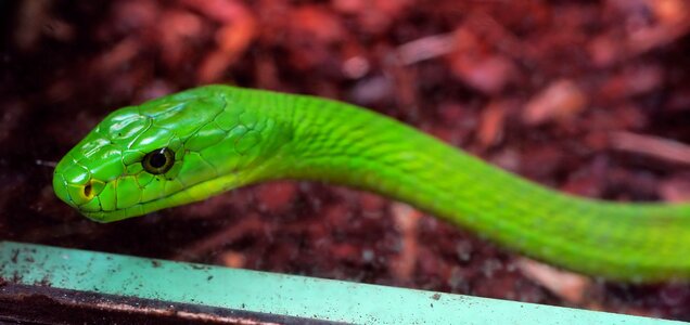 Dangerous mamba scale