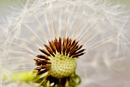 Flower close up pointed flower photo