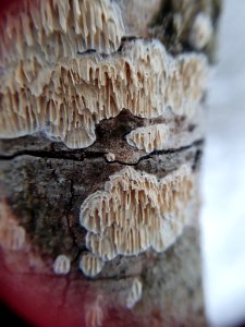 Basidioradulum radula 112326620