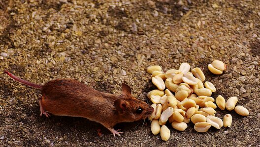 Mammal nager nature