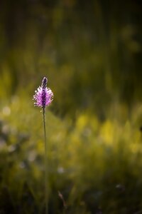 Meadow plantago spring photo