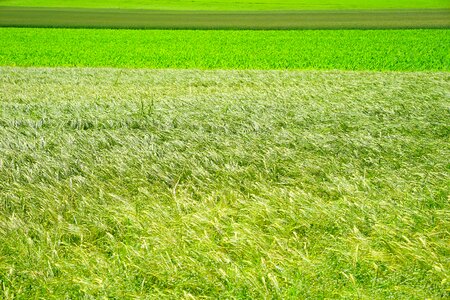 Nature cereals field crops