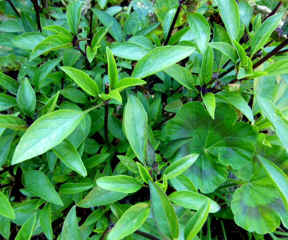Basilic anis
