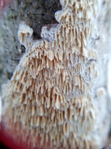 Basidioradulum radula 112326611