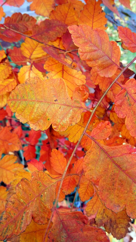 Fall leaves background season nature photo