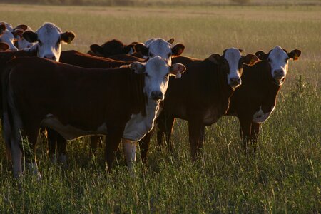 Animal livestock farm animals