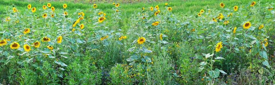 Meadow summer yellow
