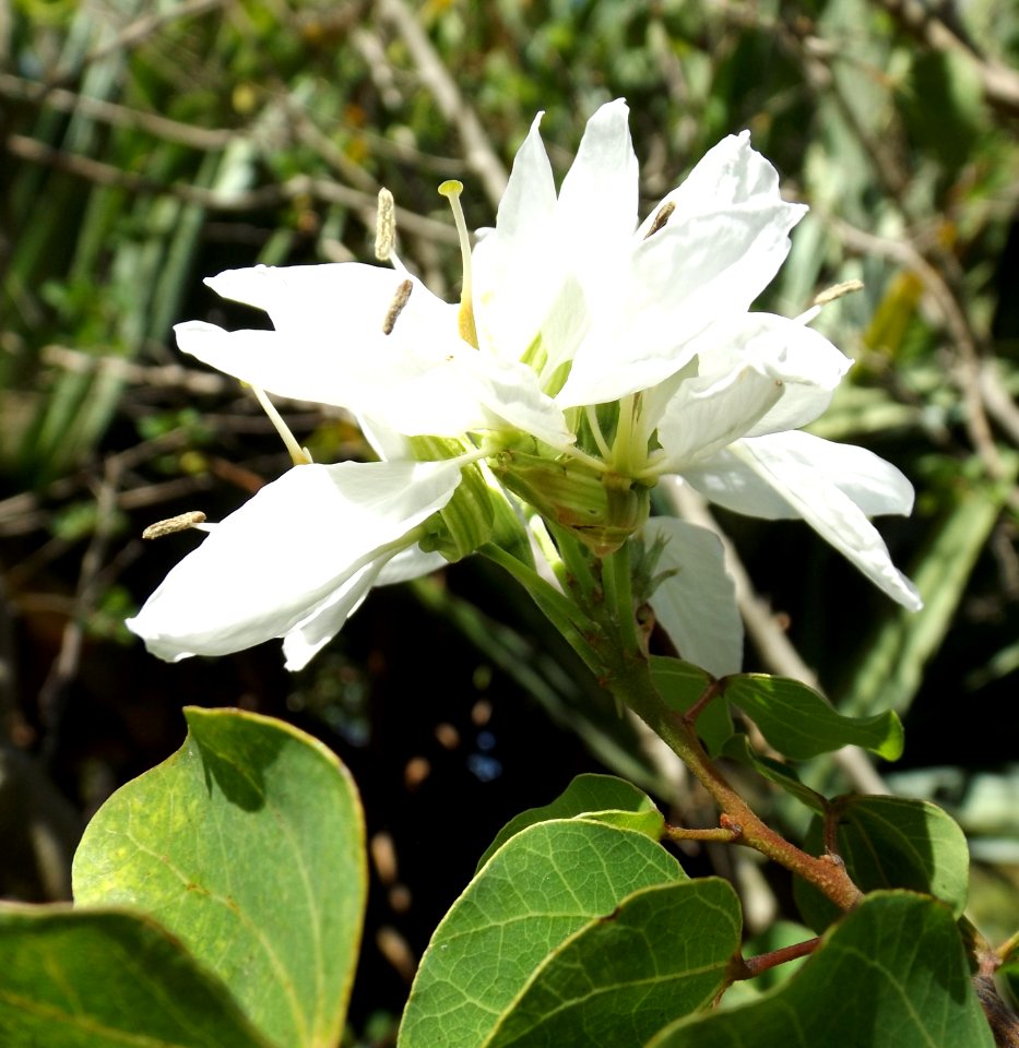 Bauhinia lunarioides
