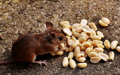Mammal nager nature