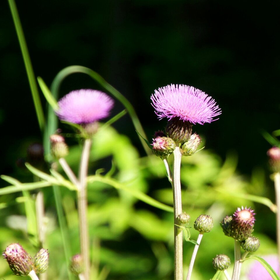 Wildflowers purple nature